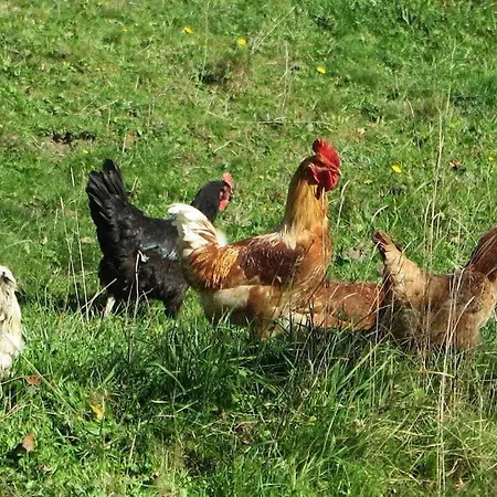 Vakantiehuis Schossbach In Haus Waldwinkel Aschau im Chiemgau
