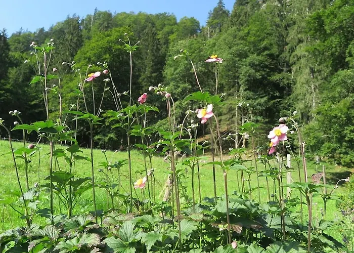 Schossbach In Haus Waldwinkel אשאו אים כימגאו